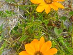Gazania krebsiana, also a dune dweller