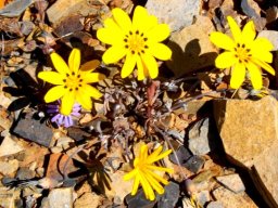 Gazania lichtensteinii