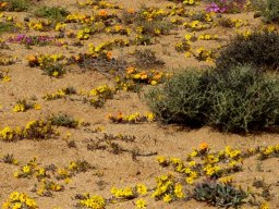 Gazania lichtensteinii in numbers