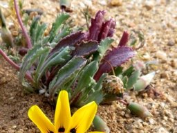 Gazania lichtensteinii without a little help from its friends