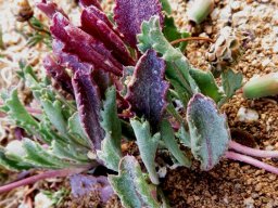 Gazania lichtensteinii leaves