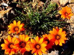 Gazania pectinata curving flower stalks