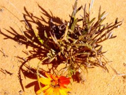 Gazania pectinata
