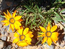 Gazania pectinata yellow flowerheads