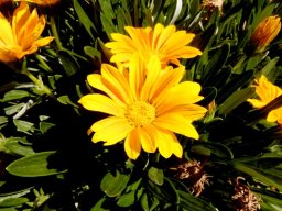Gazania rigens var. uniflora
