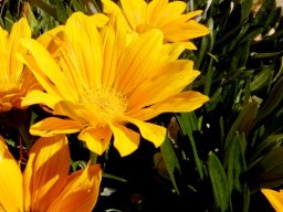Gazania rigens var. uniflora flowerheads and leaves