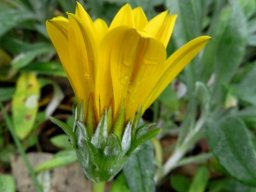 Gazania rigens var. leucolaena flowerhead from the side