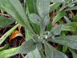 Gazania rigens var. leucolaena leaves