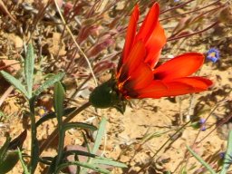 Gazania rigida involucre