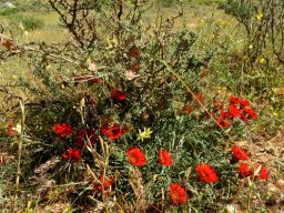 Gazania rigida mature plant in the Biedouw