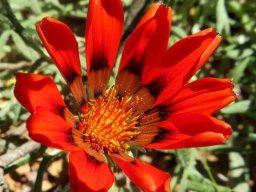 Gazania rigida open disc florets
