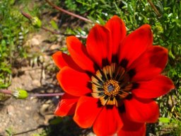 Gazania rigida flowerhead