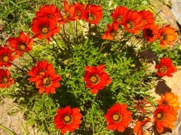 Gazania rigida
