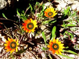 Gazania tenuifolia flowerheads