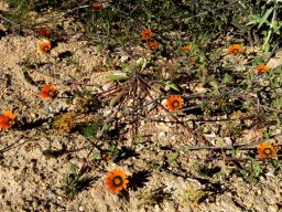 Gazania tenuifolia 