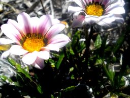 Gazania hybrid