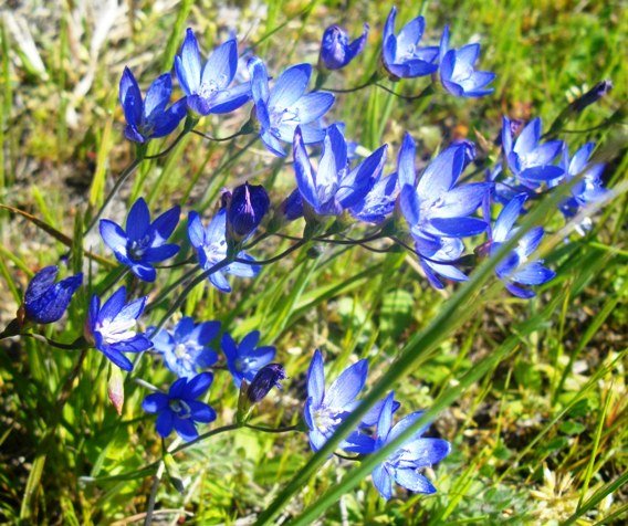 Geissorhiza aspera