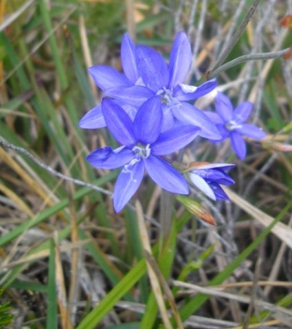 Geissorhiza aspera flowers