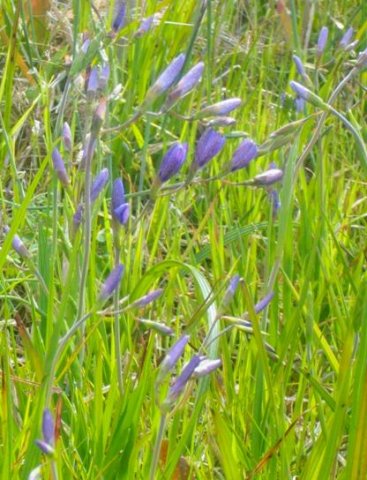 Geissorhiza aspera buds