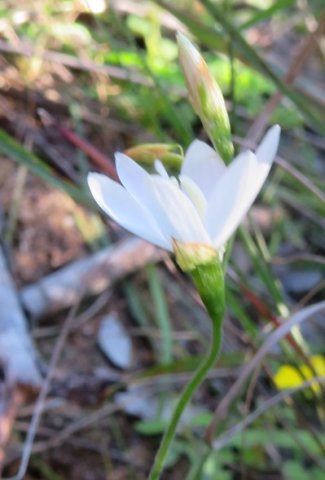 Geissorhiza leipoldtii flower