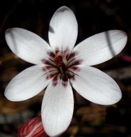 Geissorhiza ovata dark markings