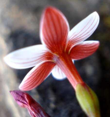 Geissorhiza ovata flower from behind