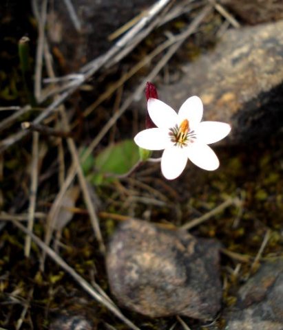 Geissorhiza