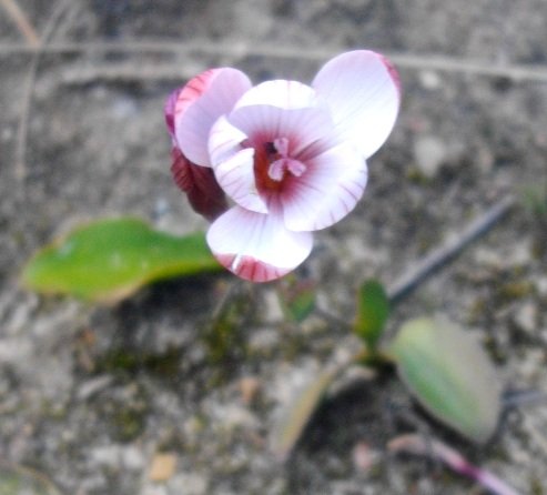 Geissorhiza ovata half open