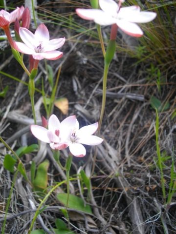 Geissorhiza ovata