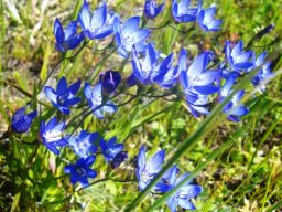 Geissorhiza