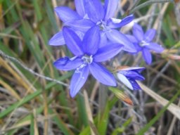 Geissorhiza aspera flowers