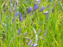 Geissorhiza aspera buds