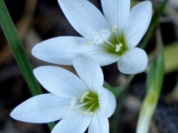 Geissorhiza erosa