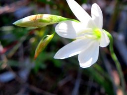 Geissorhiza leipoldtii flower