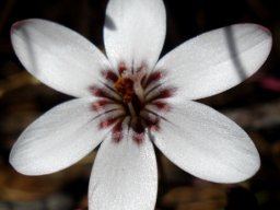 Geissorhiza ovata dark markings