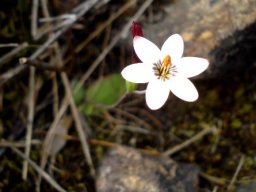 Geissorhiza