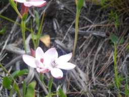 Geissorhiza ovata
