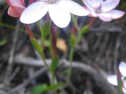 Geissorhiza ovata flowers