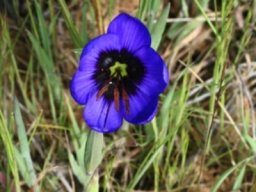 Geissorhiza splendidissima