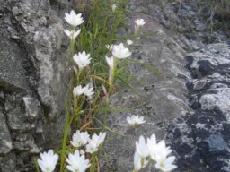 Geissorhiza white flowers near Greyton