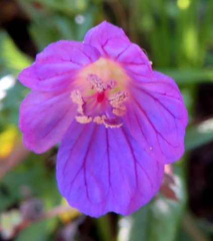 Geranium drakensbergensis pollen on the anthers