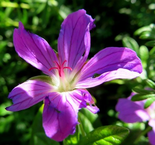 Geranium drakensbergensis conspicuous style branches