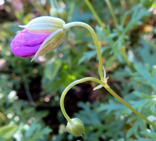 Geranium drakensbergensis buds