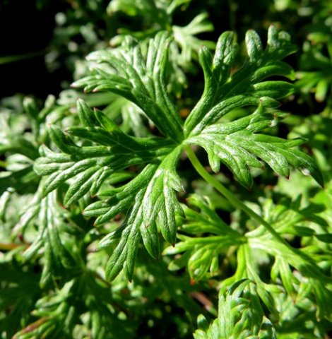 Geranium drakensbergensis leaf