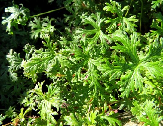 Geranium drakensbergensis