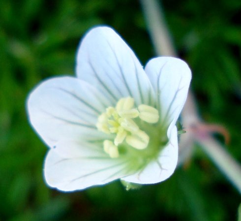 Geranium incanum anther cluster