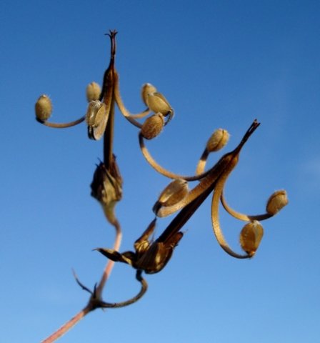 Geranium incanum, the risks in beauty