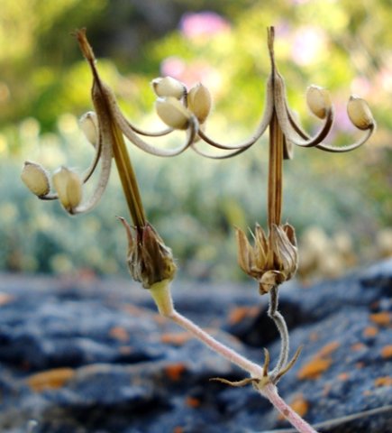 Geranium incanum, a schizocarp 