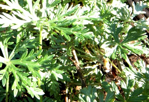 Geranium multisectum leaves