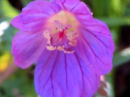 Geranium